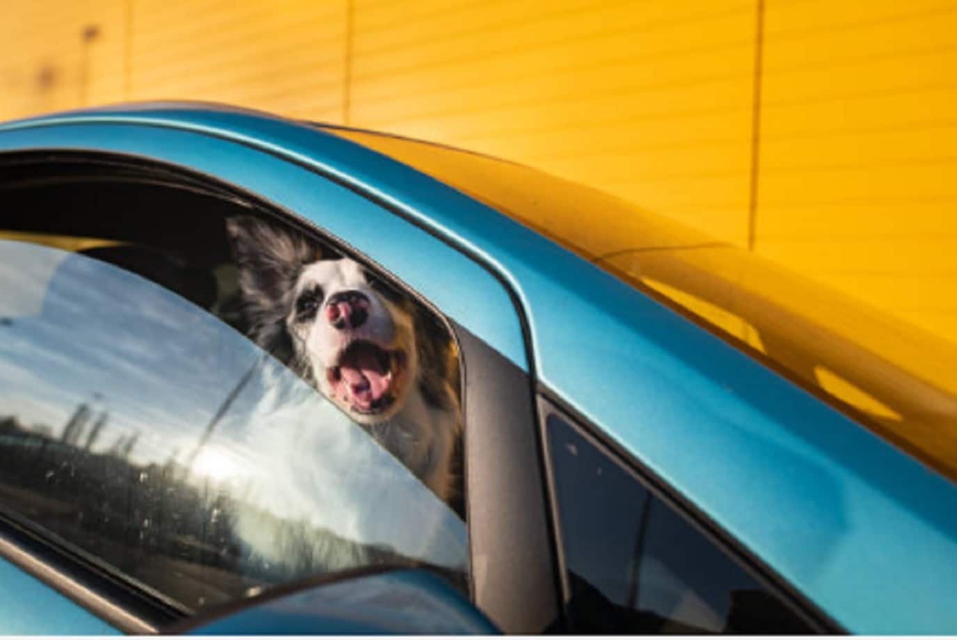 Por calor, mnueren perros olvidados en un auto
