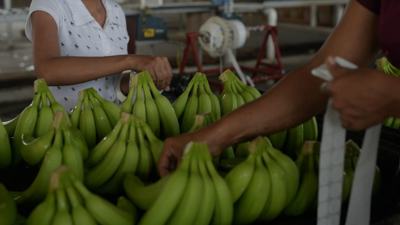 Productores de plátano atraviesan crisis por sequía