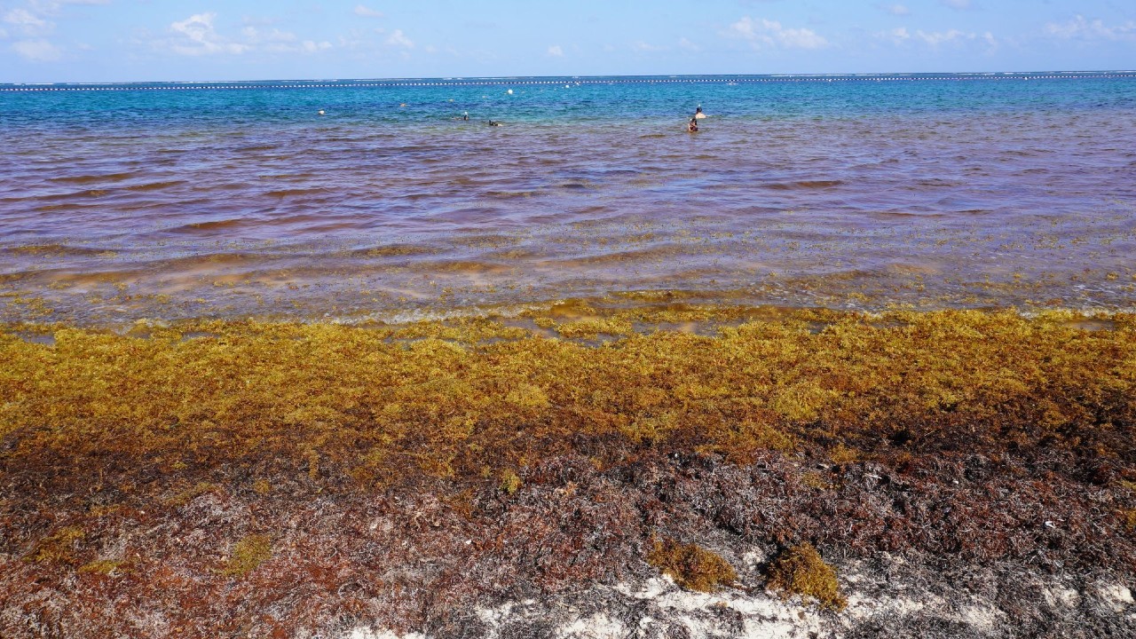 Científicos estudian al sargazo, un fenómeno que afecta las costas mexicanas desde 2015