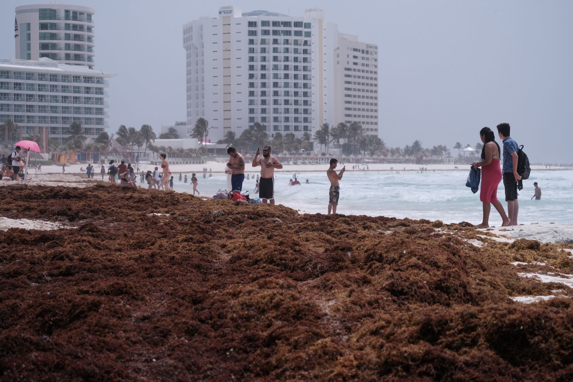 Sargazo excesivo afecta de nuevo a playas de Quintana Roo; Tulum, Puerto Morelos y Mahahual las más afectadas