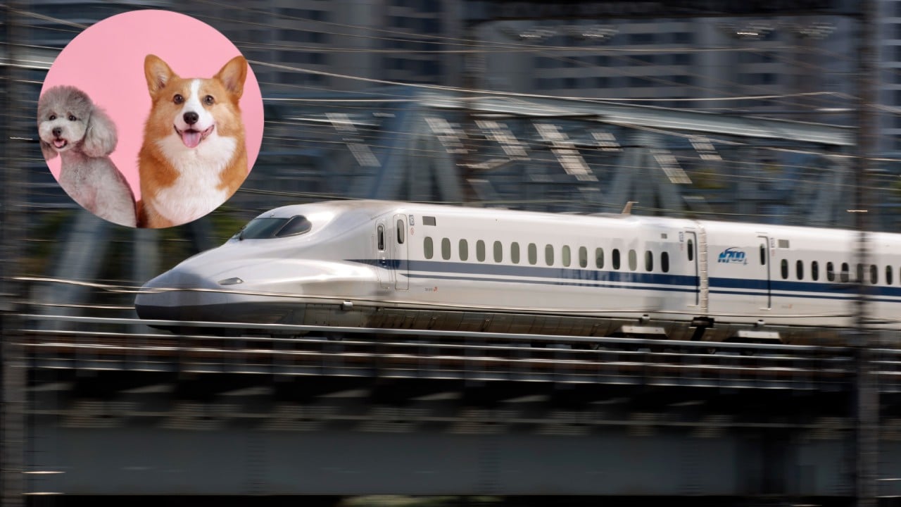 Tren bala Japón perritos vagón