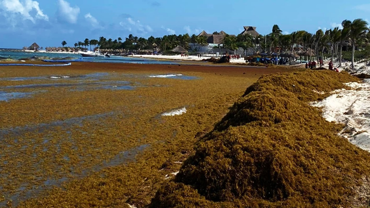 Tulum, paraíso de Quintana Roo, se ahoga en sargazo; el daño ambiental es crítico