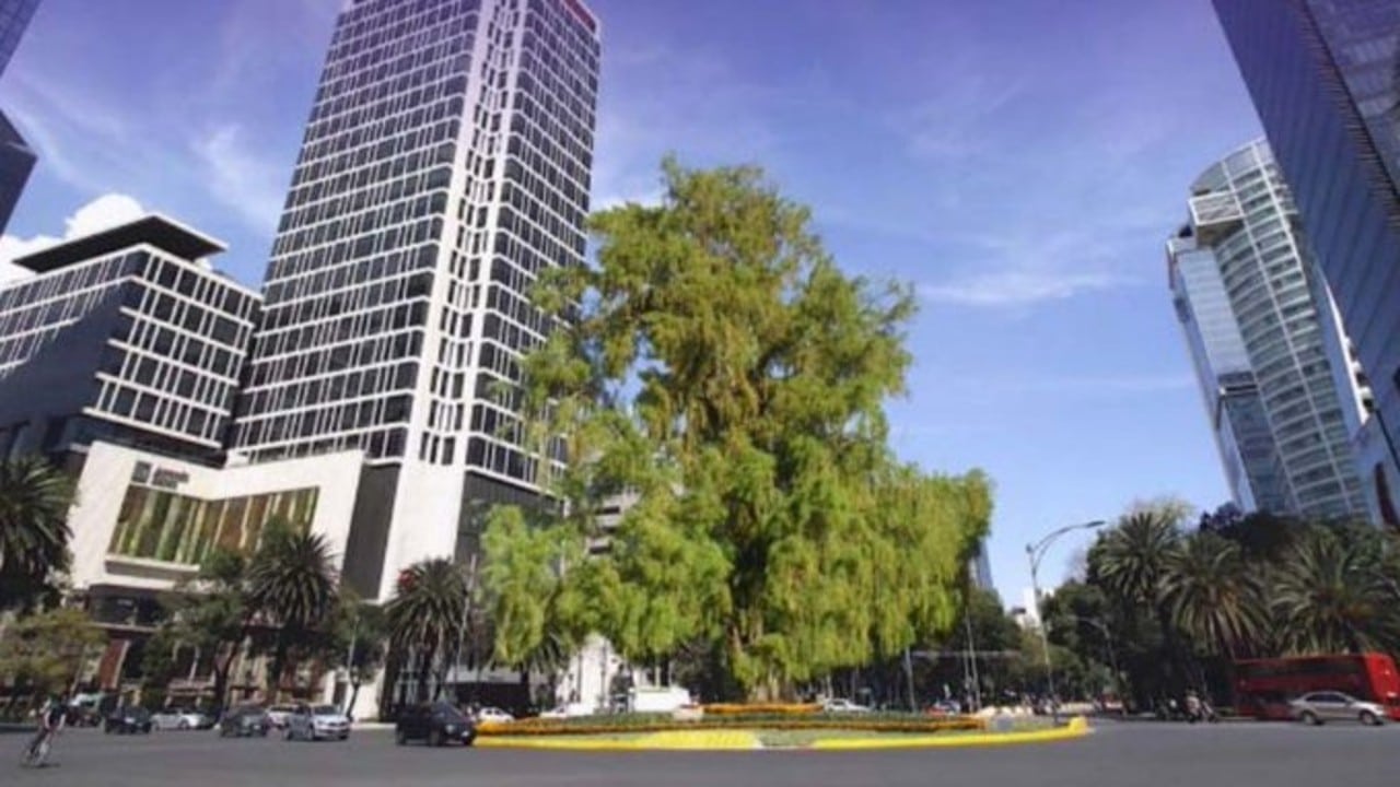 Un ahuehuete sustituirá a la Palma en la glorieta de Paseo de la Reforma, dice Sheinbaum