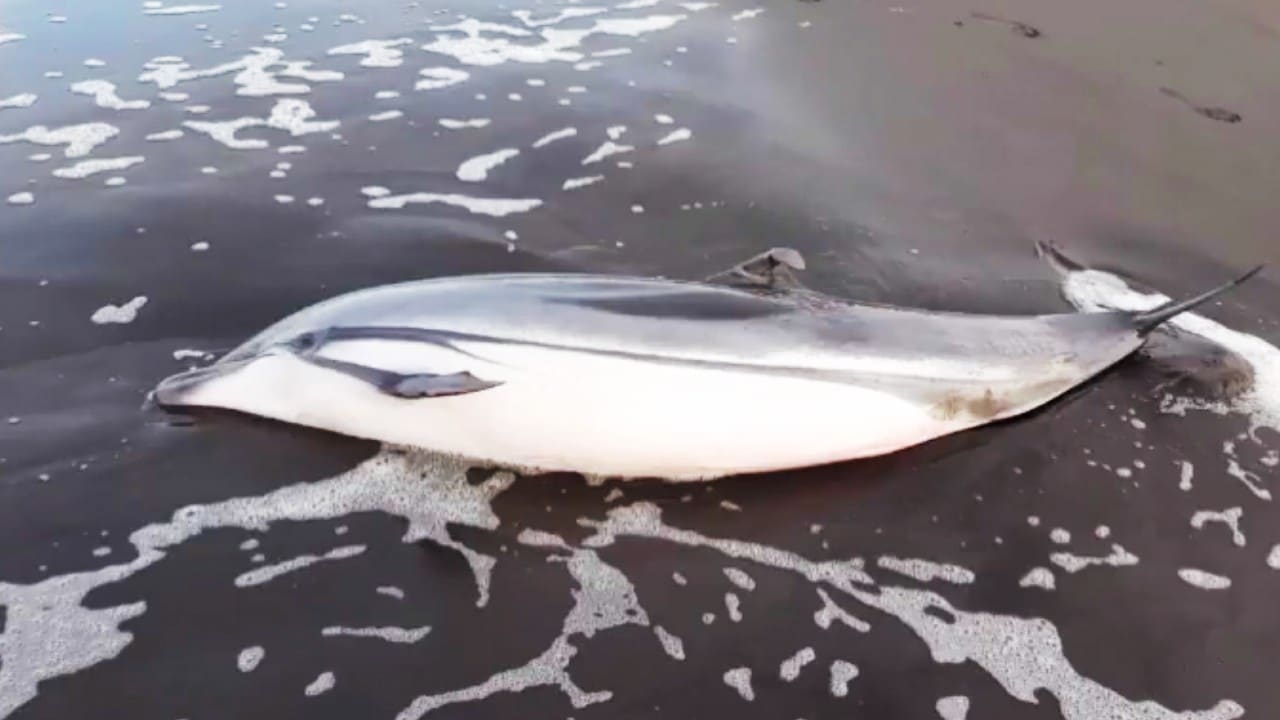Se investiga la muerte de 14 delfines y 65 tortugas en el litoral Pacífico de Guatemala