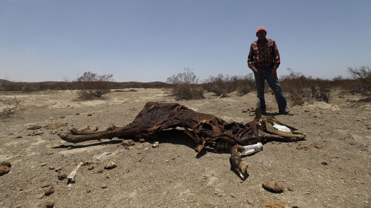 La sequía ha matado a miles de cabezas de ganado