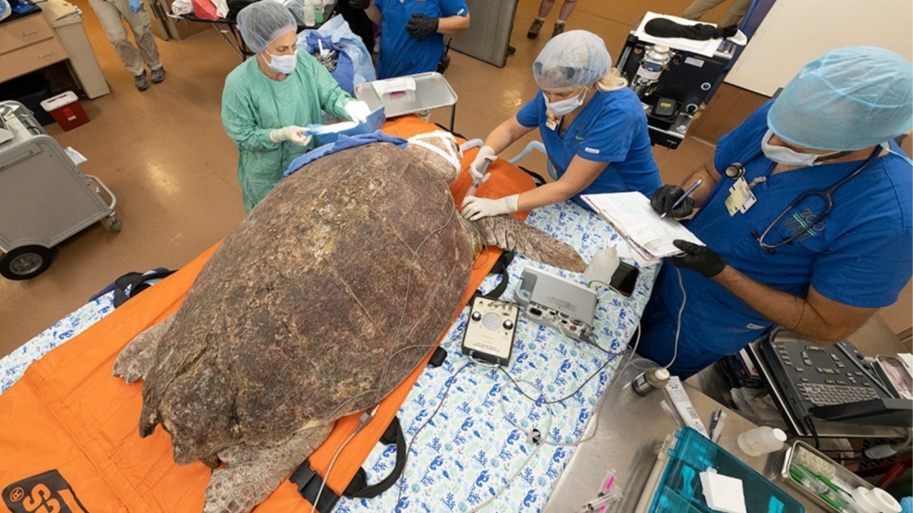 La tortuga fue atendida por médicos de Zoológico de Miami