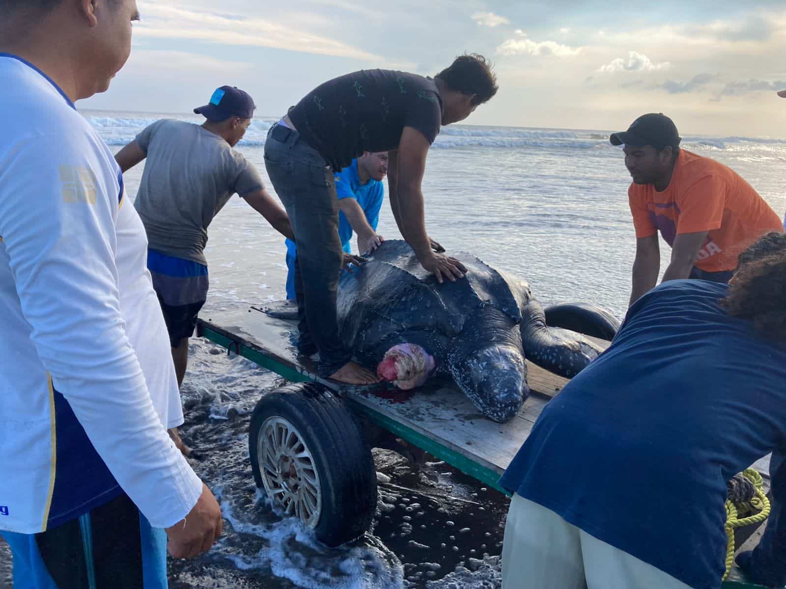 Rescatan a tortuga gigante en playa de Tonalá, Chiapas