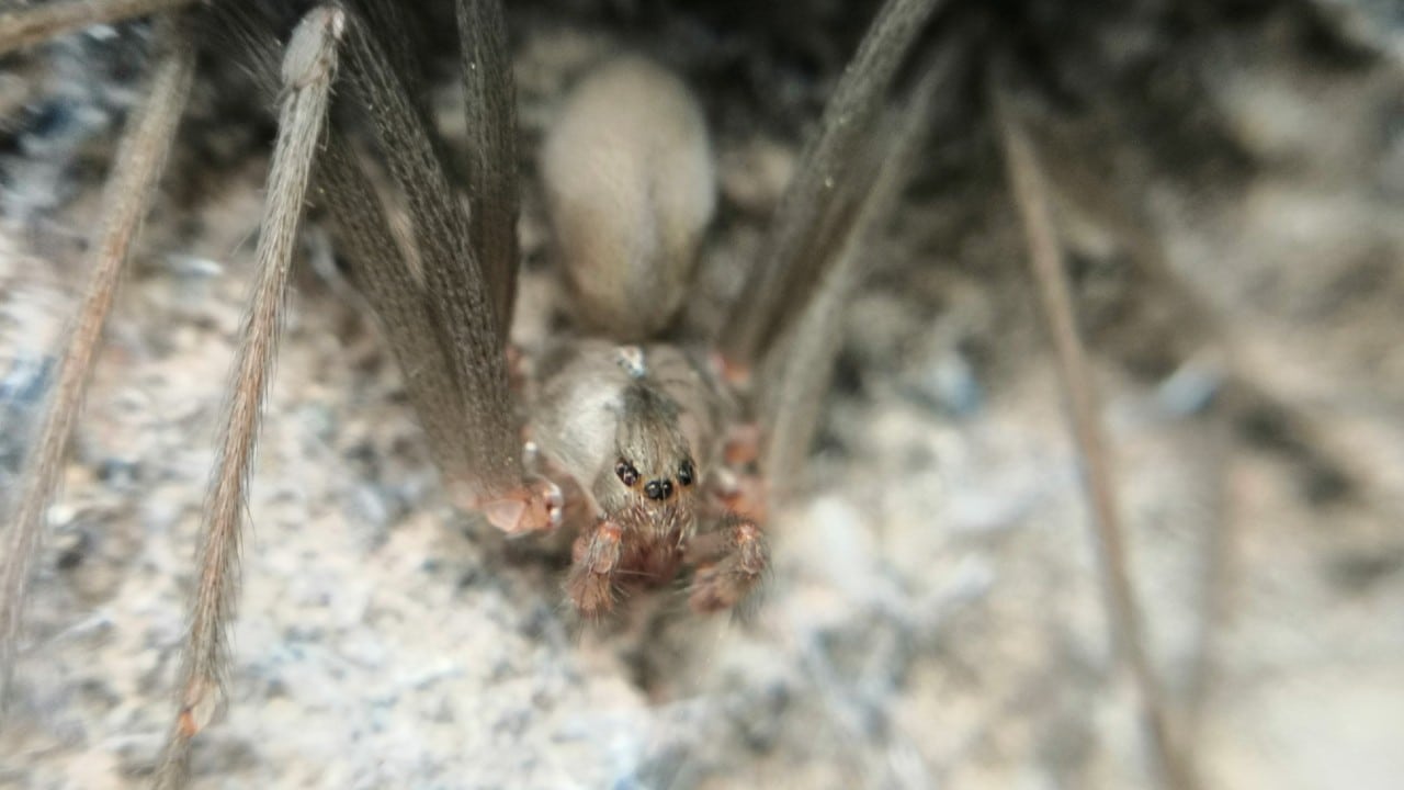 Aumentan picaduras de arañas violinista, viuda negra y alacranes, en Sonora