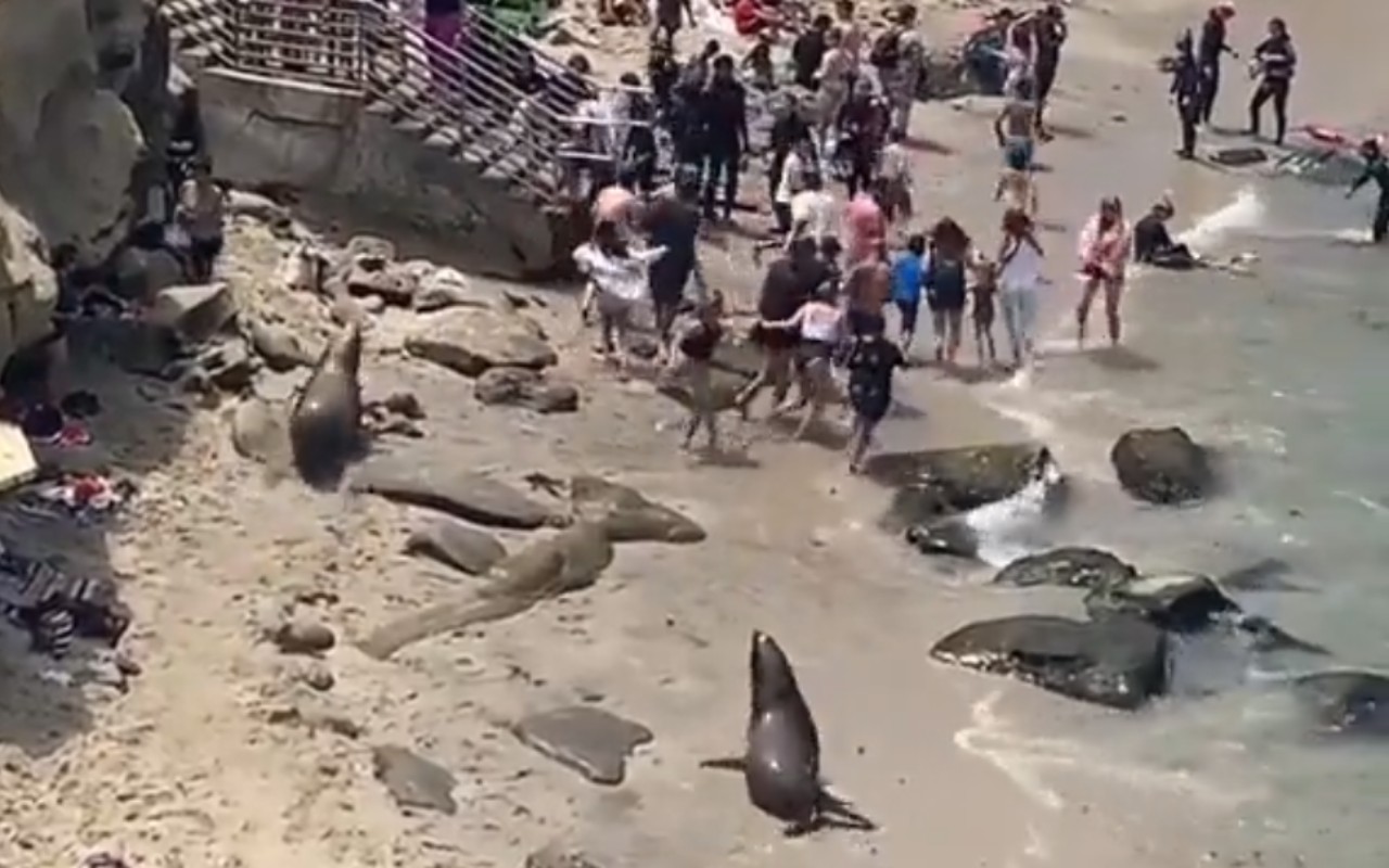 Leones marinos atacan a bañistas en playa de San Diego