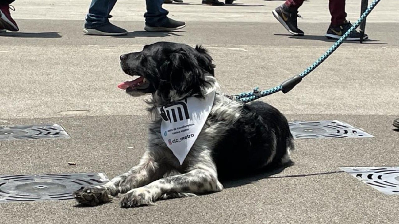 Metro realiza festival para adopción de perros rescatados