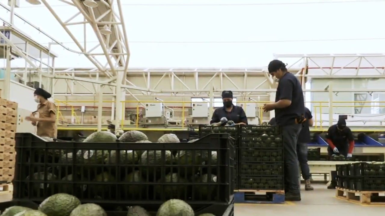 Arranca exportación de aguacate de Jalisco a EUA, empacado por mujeres