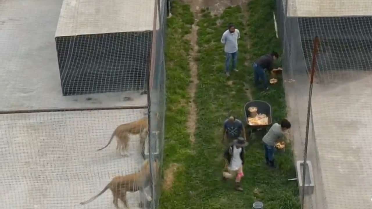Capitalinos donan kilos de carne para alimentar a felinos en santuario del Ajusco.