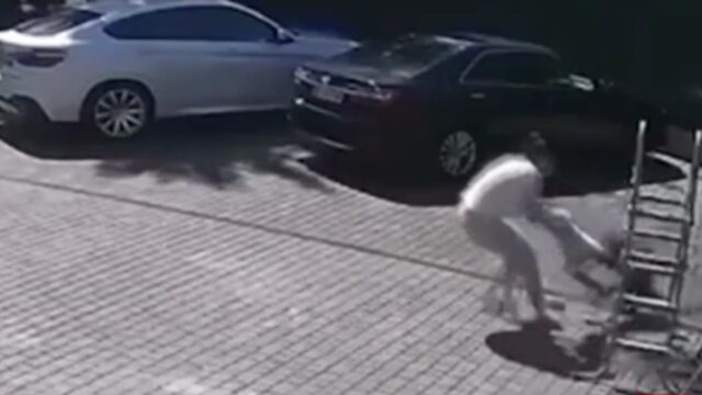 VIDEO: Niña es atacada por mono en zoológico de Rusia.
