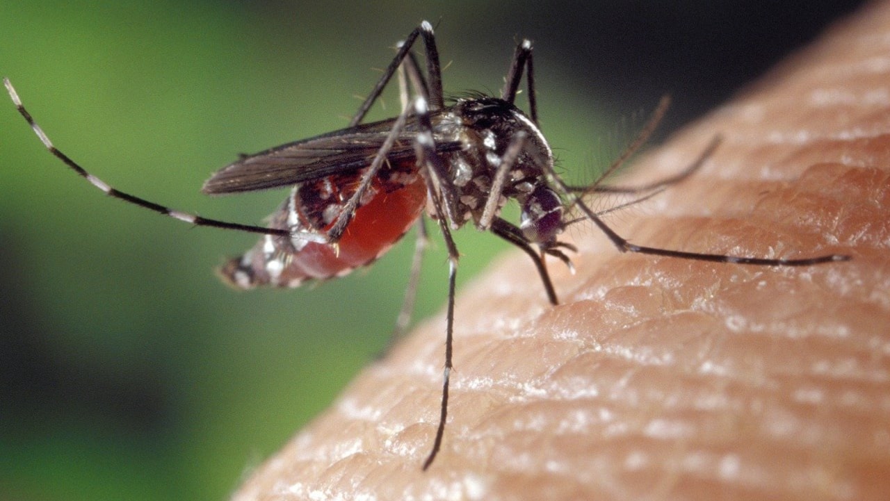 Ciencia explica porqué los mosquitos pican más a unas personas que a otras