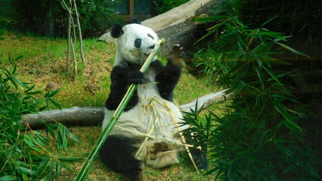 El Zoológico de Chapultepec celebra el cumpleaños de los pandas más viejos del mundo.