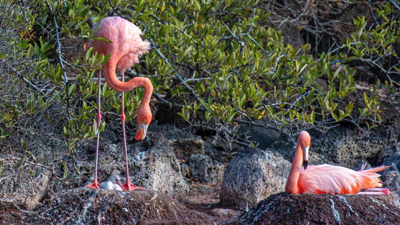 Después de 20 años, los flamingos de Galápagos vuelven a anidar en la isla Rábida