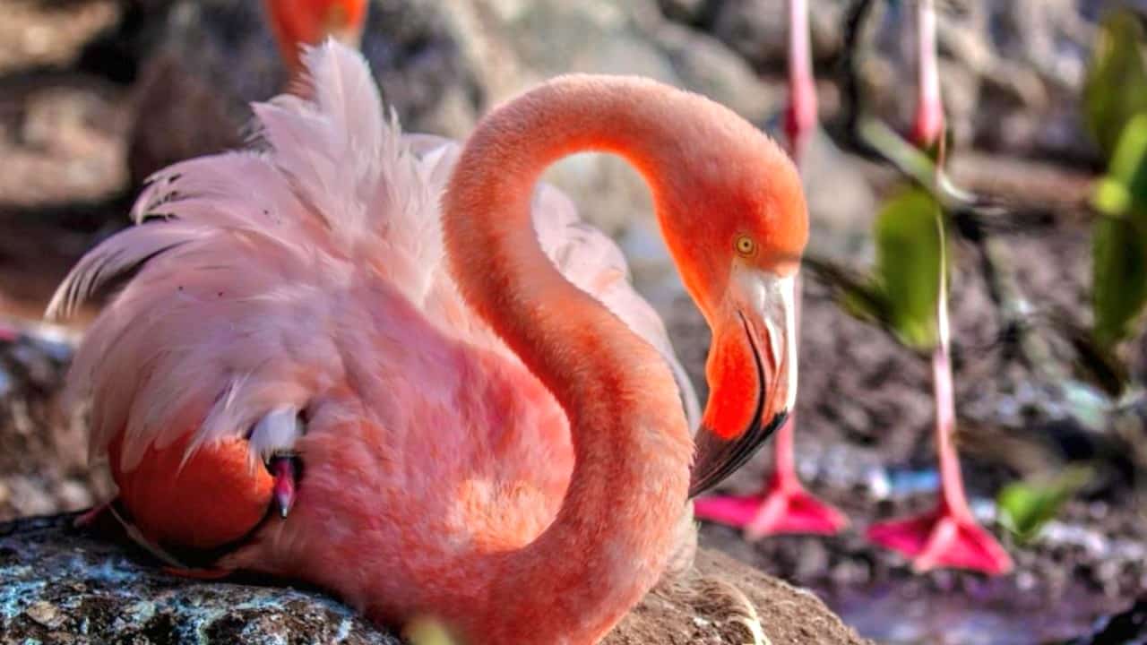 Después de 20 años, los flamingos de Galápagos vuelven a anidar en la isla Rábida