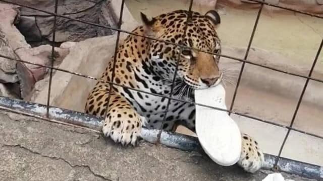 El jaguar del zoológico mordisquea un zapato deportivo enredado en los alambres de la jaula