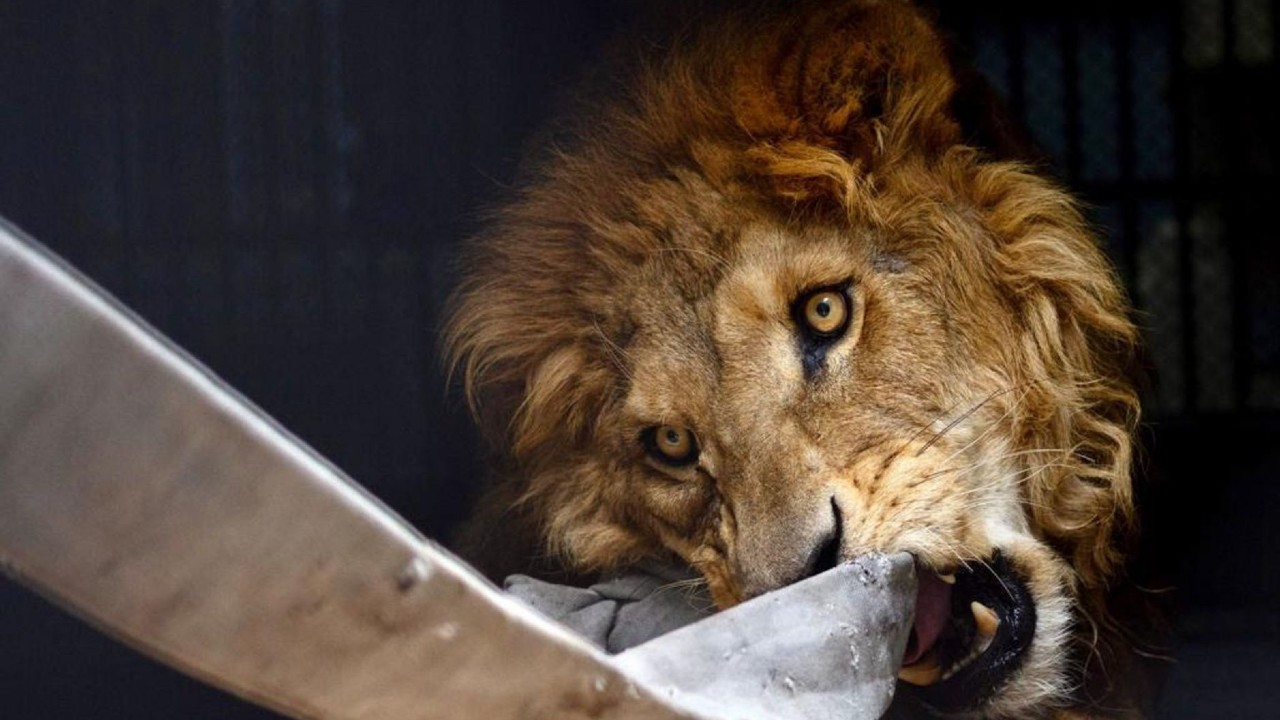 Llegan 12 felinos rescatados del santuario Black Jaguar-White Tiger a Puebla