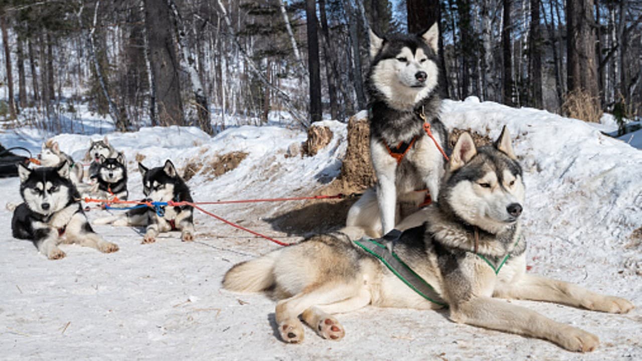 Los perros siberianos de hace miles de años dependían de los humanos para alimentarse.