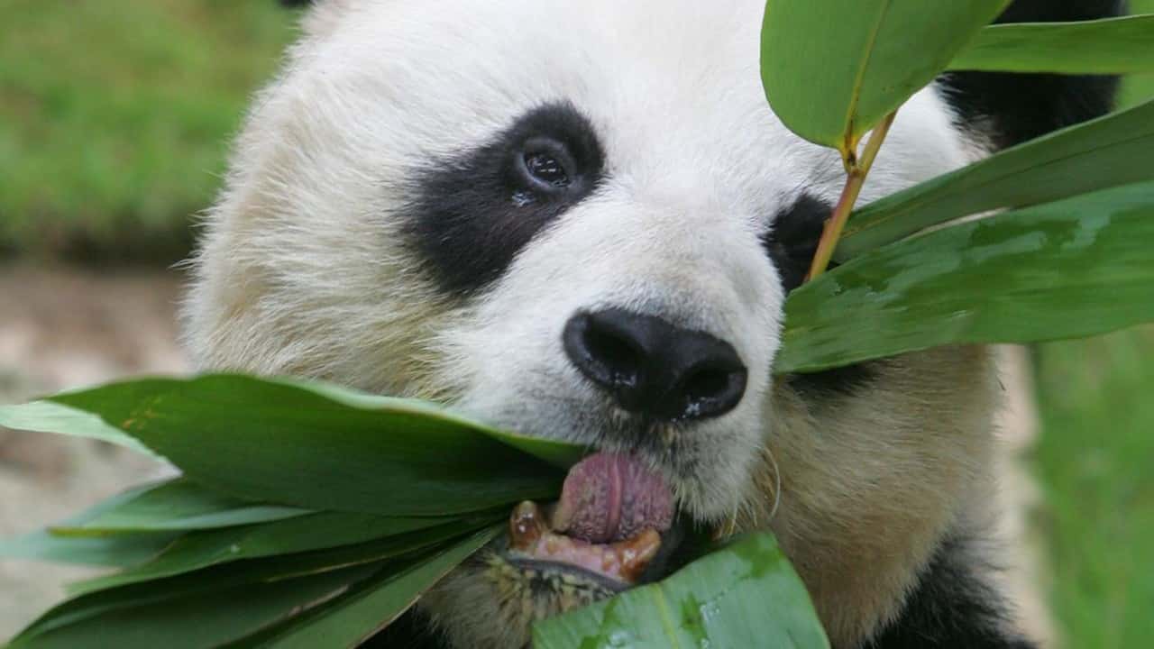 Muere An An, el panda macho más longevo en cautiverio a los 35 años