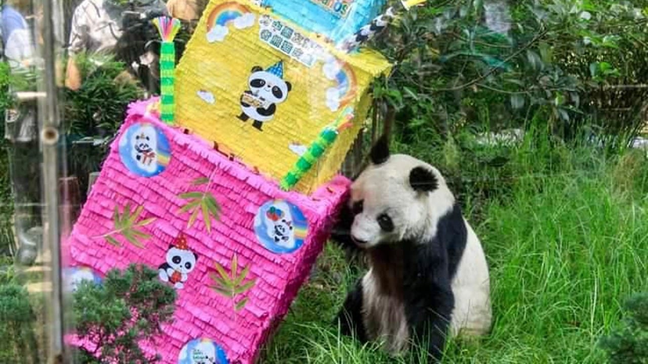 Muere Shuan Shuan, una de las dos pandas que celebró su cumpleaños en el Zoológico de Chapultepec. FOTO Sedema