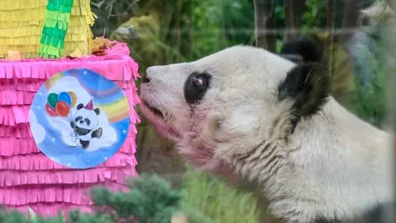 Muere Shuan Shuan, una de las dos pandas que celebró su cumpleaños en el Zoológico de Chapultepec. FOTO Sedema