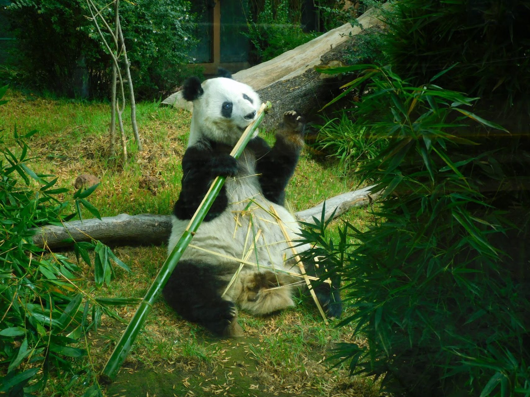 La panda Shuan Shuan habitaba en el Zoológico de Chapultepec (Cuartoscuro)