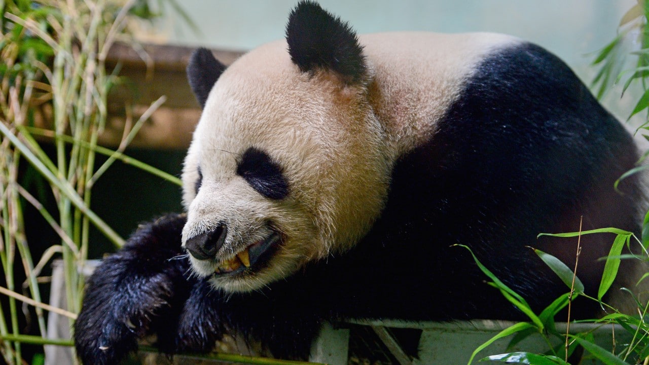 Ejemplar de un macho de oso panda (Getty Images)