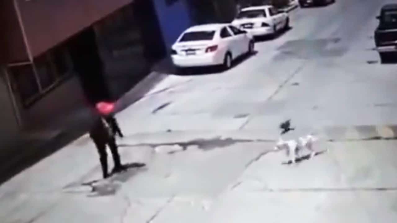 Pitbull ataca a una mujer de la tercera edad, en Puebla