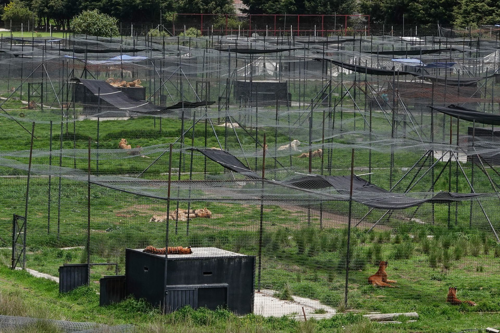FGR investiga fosas en santuario Jaguar Negro-Tigre Blanco