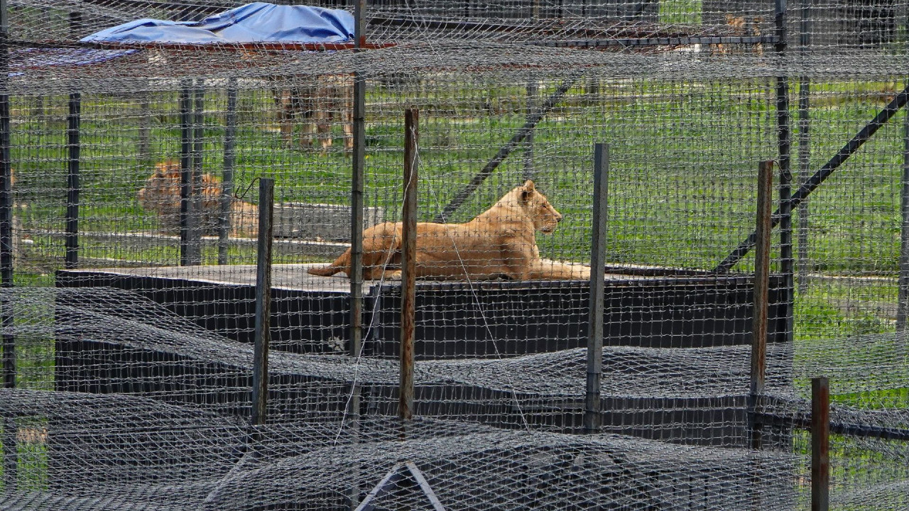 Trasladan a 25 felinos de Black Jaguar-White Tiger a zoológicos de Puebla