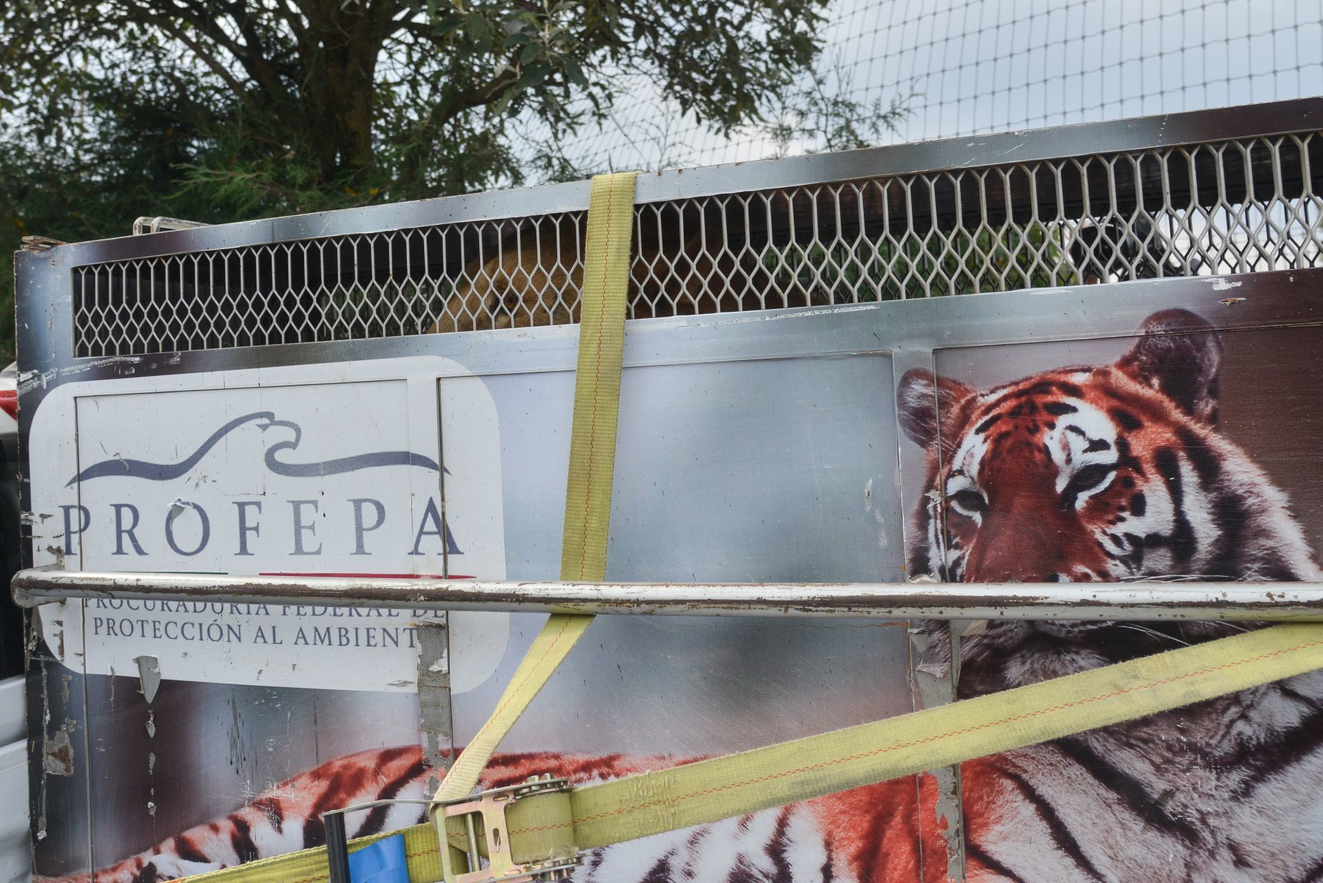 Trasladado de leones que se encontraban en condiciones de salud crítico al interior del "Santuario Jaguar Negro-Tigre Blanco" (Cuartoscuro)
