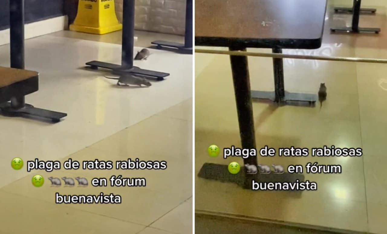 Captan ratas en restaurante de Fórum Buenavista: Video