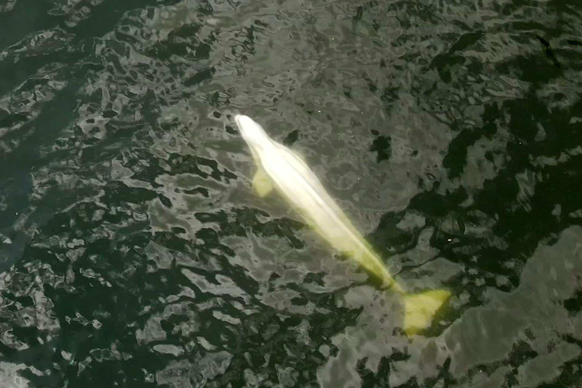 Transportarán al mar a beluga perdida en río Sena