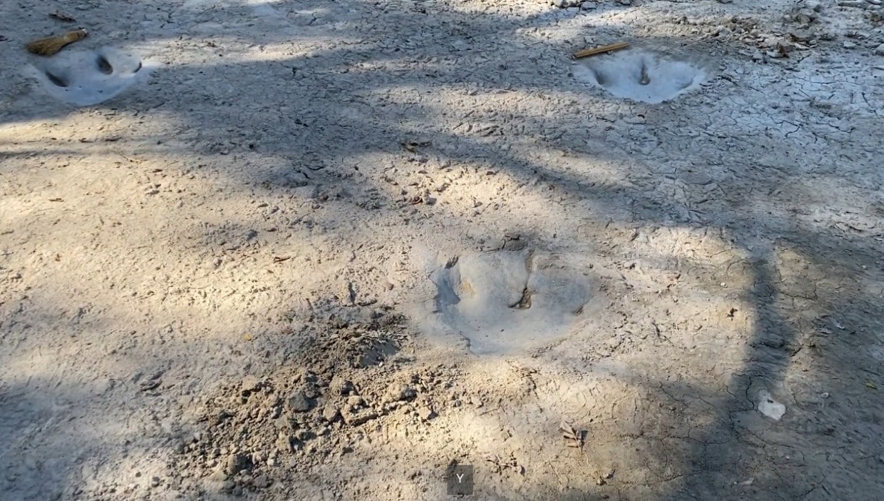 Texas: Por sequía, hallan huellas de dinosaurio en río seco