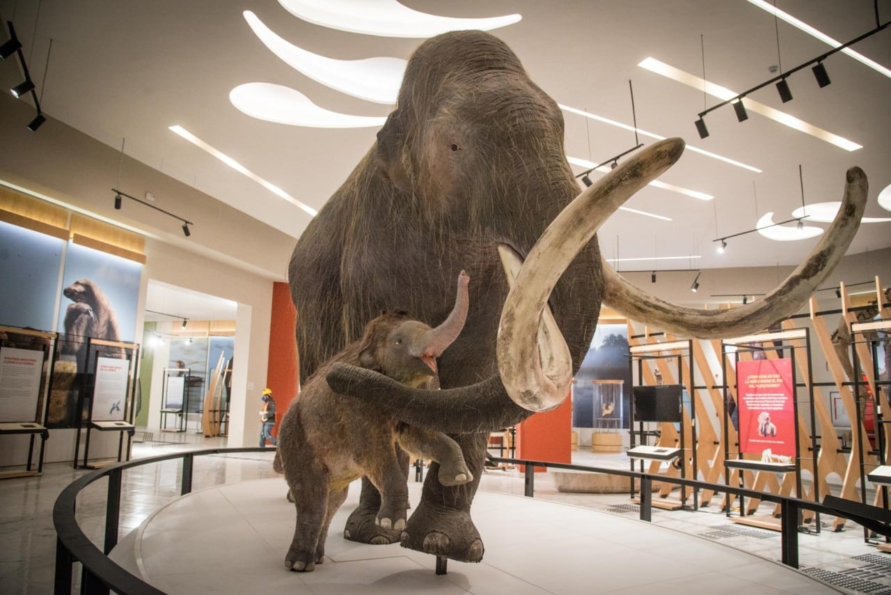 Científicos reviven células de mamut muerto hace 28 mil años