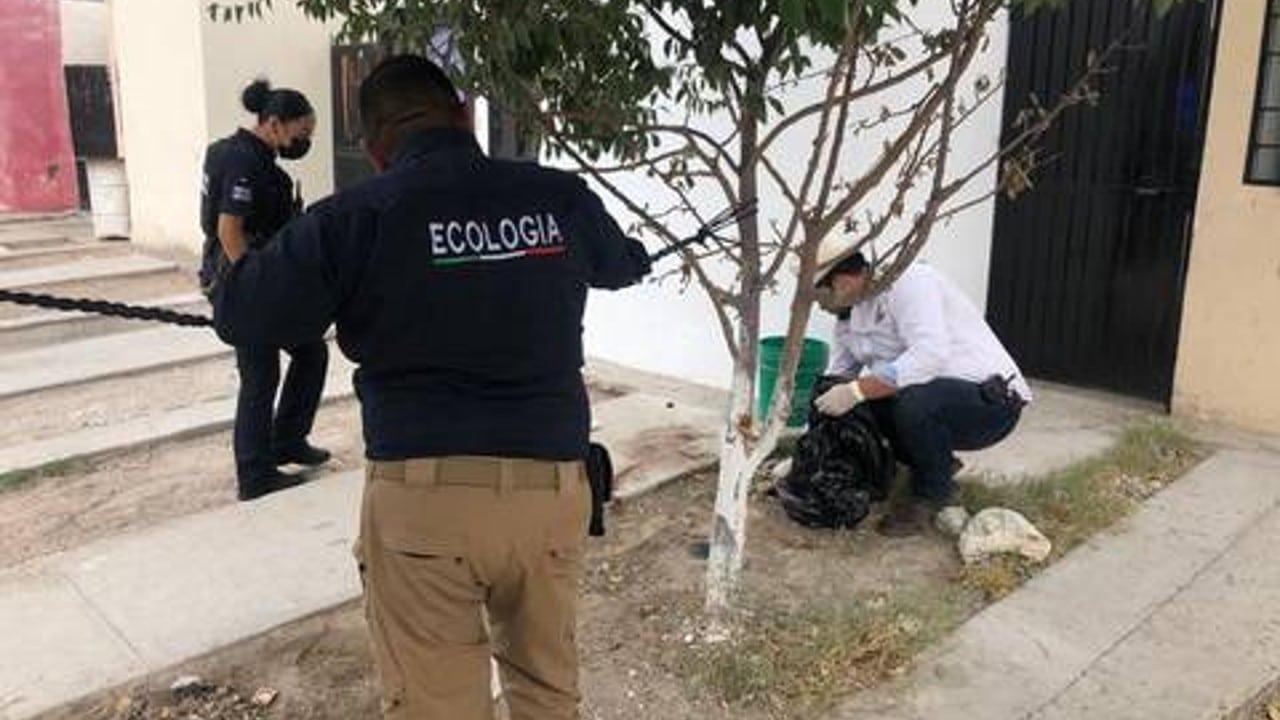 Detienen a hombre por matar a perrito para comérselo en Ciudad Juárez