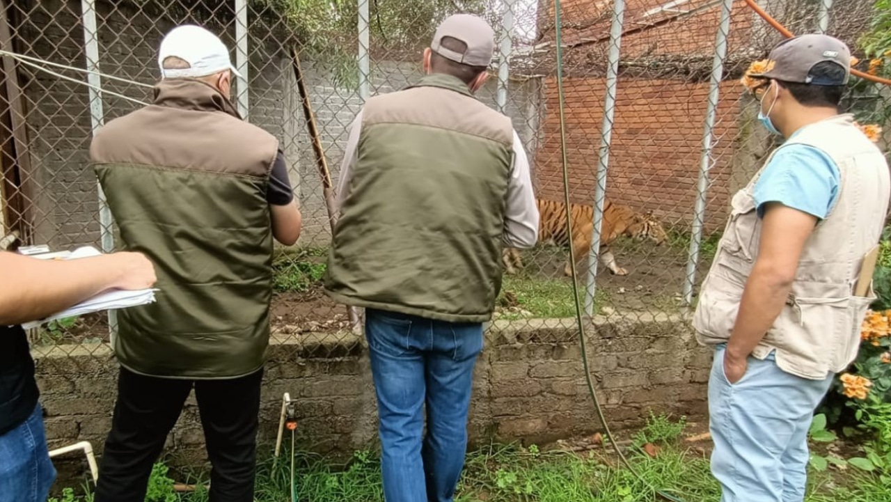 Encuentran a tigre en Michoacán con un impacto de bala
