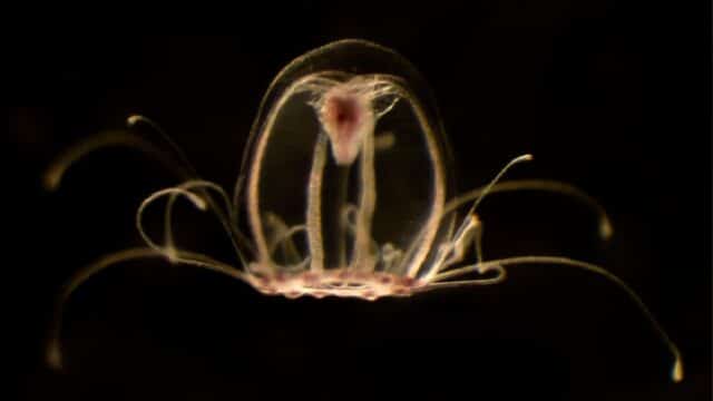 La medusa 'inmortal' abre una vía en la lucha contra el cáncer.