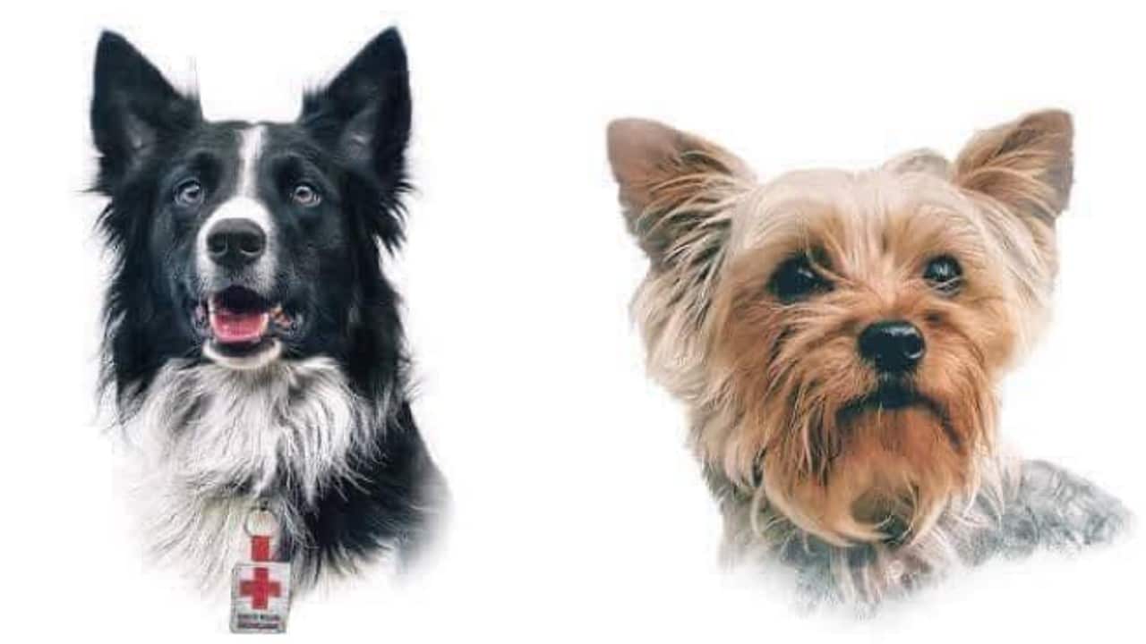 Athos y Tango, perros rescatistas que fueron envenenados (Facebook: Mundo Patitas)