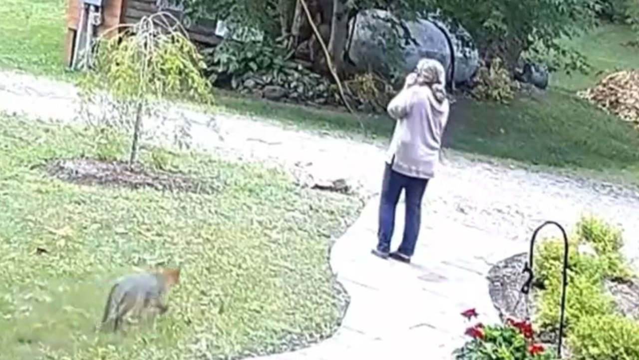 Mujer sufre ataque de zorro en Nueva York, Video