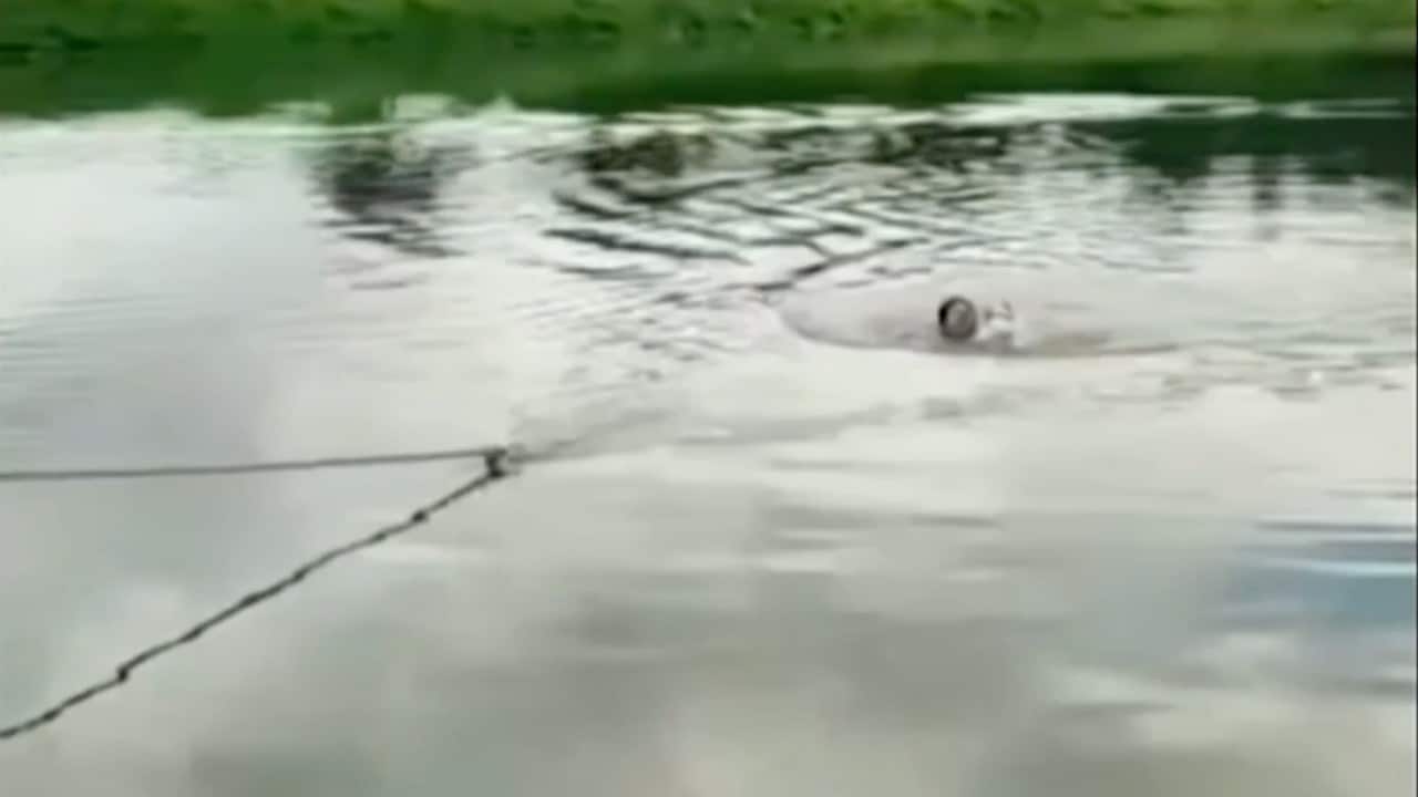 Salvan de morir ahogado a perrito que no podía nadar en Toluca, Estado de México (N+)