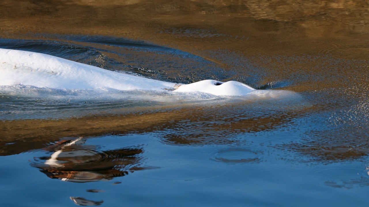 Sacrifican a la ballena beluga rescatada en el río Sena