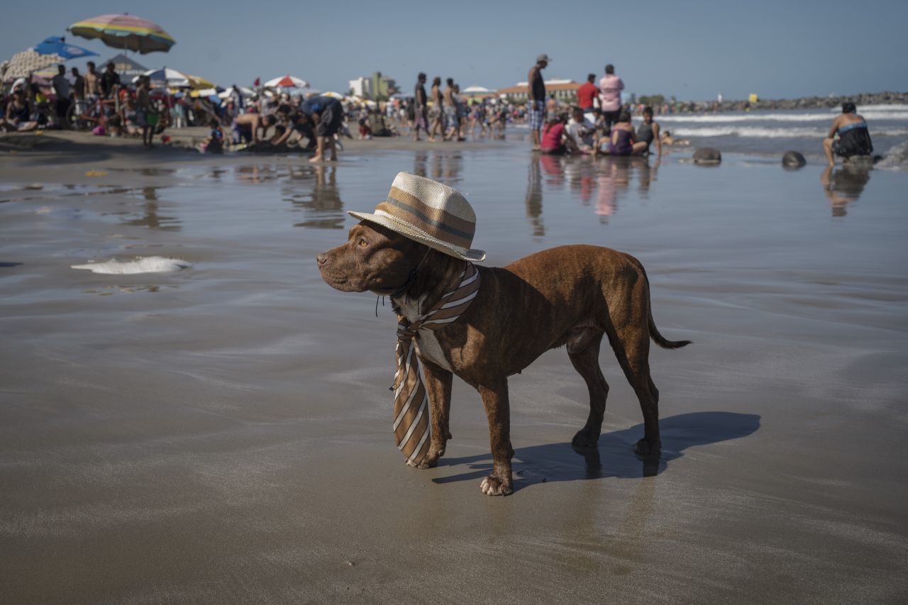 Un perro con sombrero y corbata en una playa de Veracruz (Cuartoscuro)