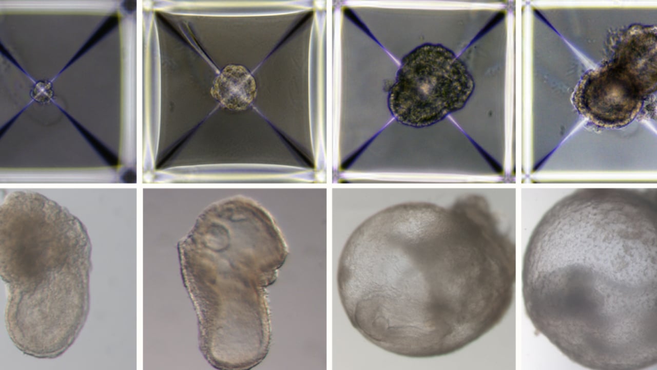 Investigadores crean embriones sintéticos de ratón en Israel