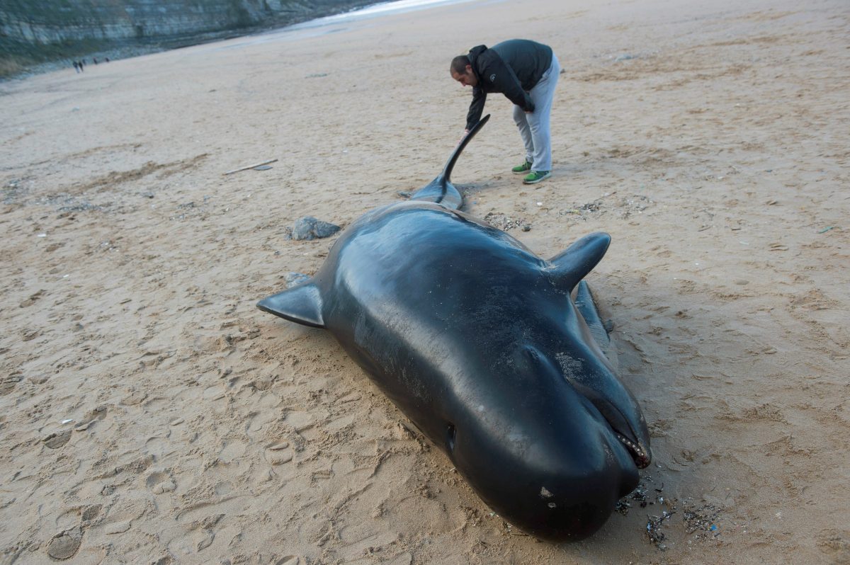 Al menos 14 cachalotes muertos tras quedar varados en el sur de Australia