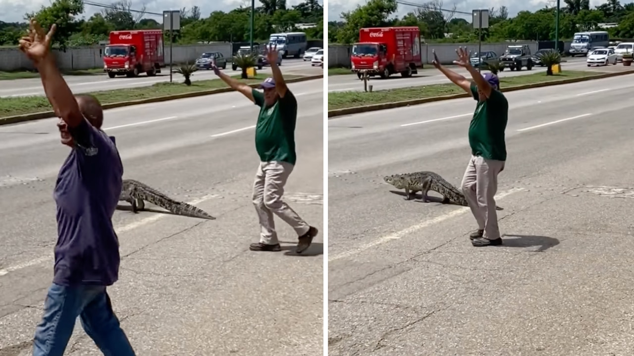 Ciudadanos ayudan a cocodrilo a cruzar avenida en Tamps