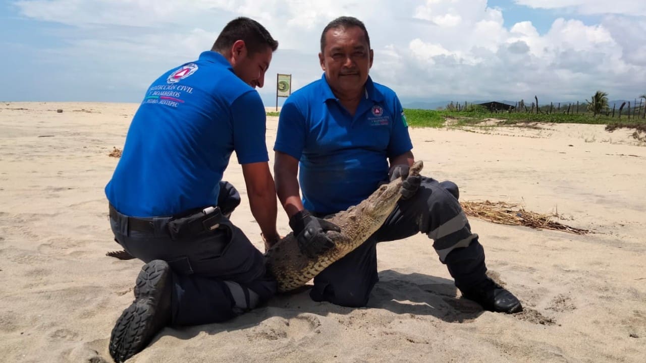 Capturan al menos 4 cocodrilos en playas y zonas habitadas de la costa de Oaxaca