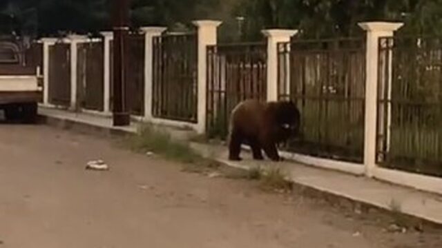 Fiscalía investiga la muerte de un oso negro que deambulaba en Cumpas, Sonora